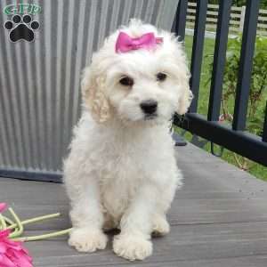 Scarlet, Cockapoo Puppy